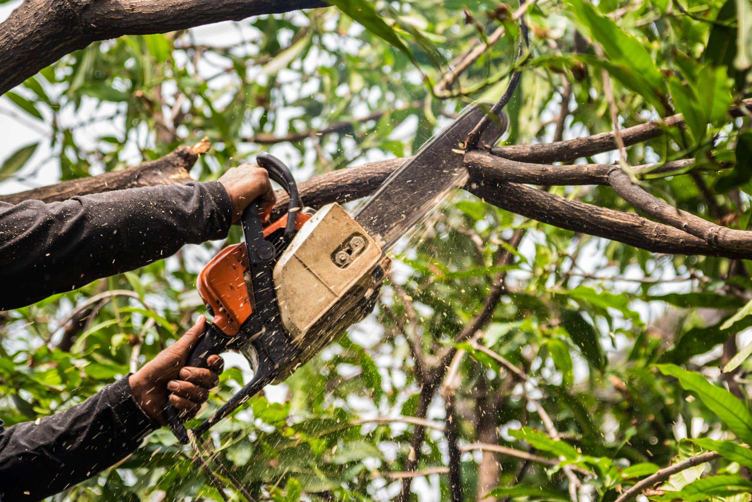 Gardening and Landscaping - Tree Lopping